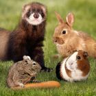 Kaninchen,Meerschweinchen,Ratten